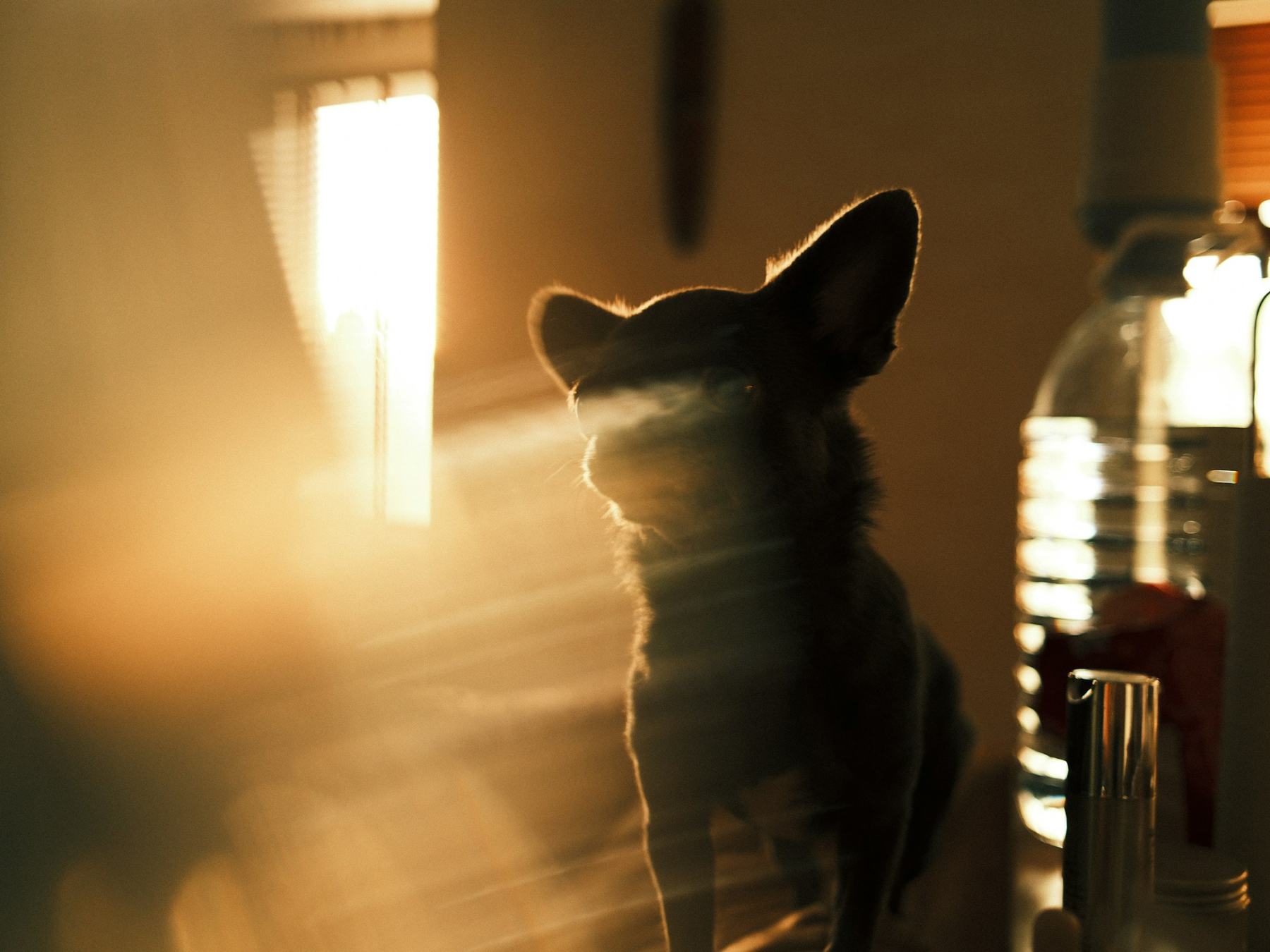 A small dog by a bright window in evening light