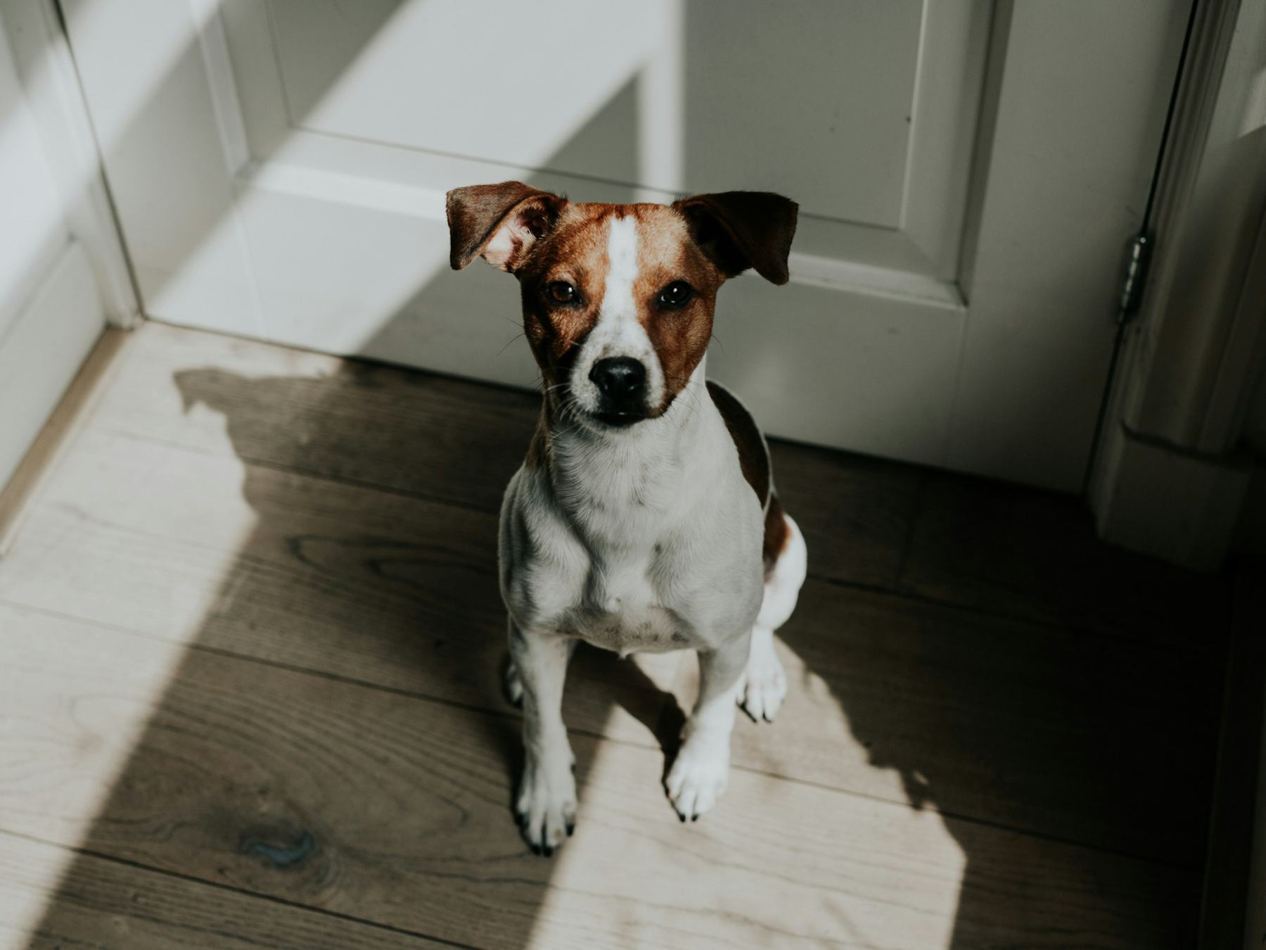 A jack russell sitting by a door in morning light