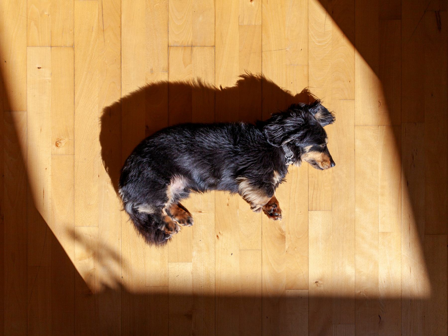 A small black dog asleep in a patch of sunlight on a wooden floor