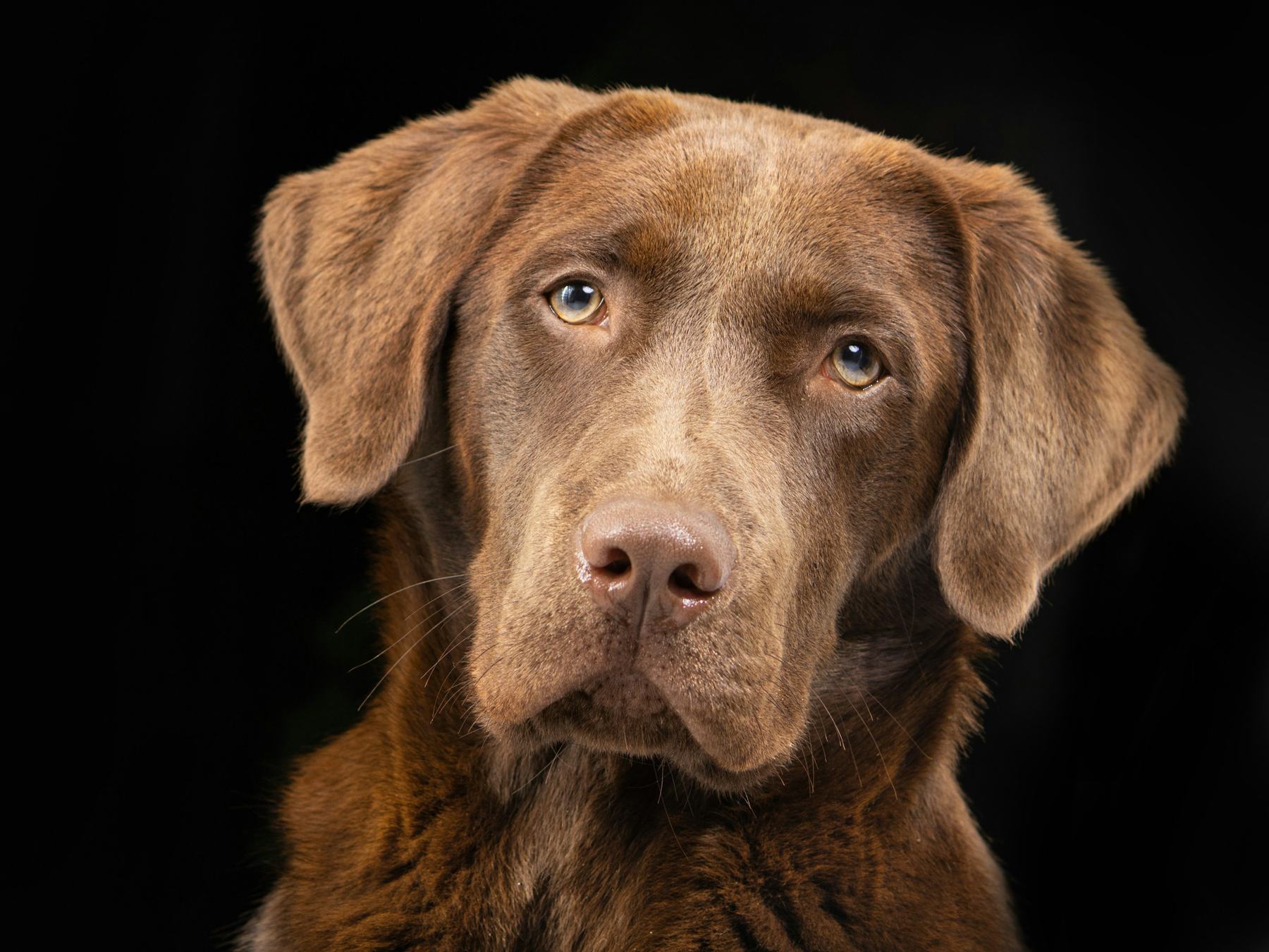 Portrait of a chocolate Labrador in the dark