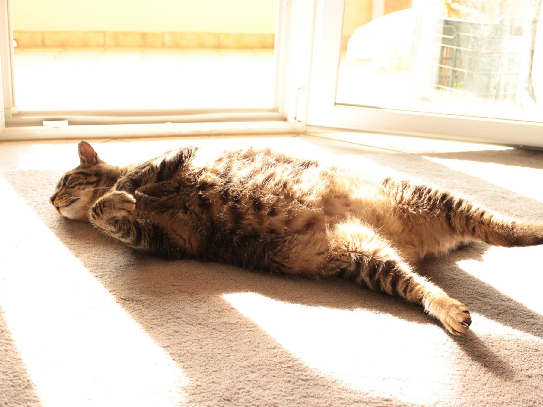 A tabby cat stretched out in the sun