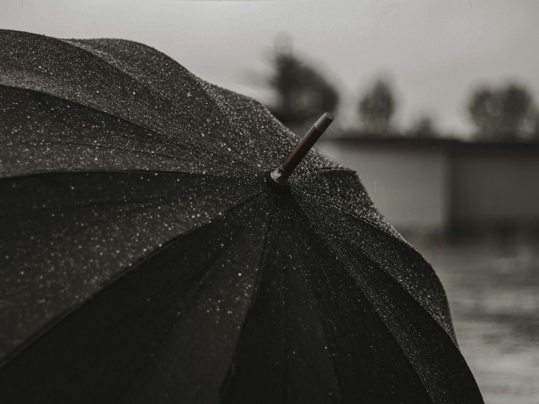A black umbrella covered in raindrops