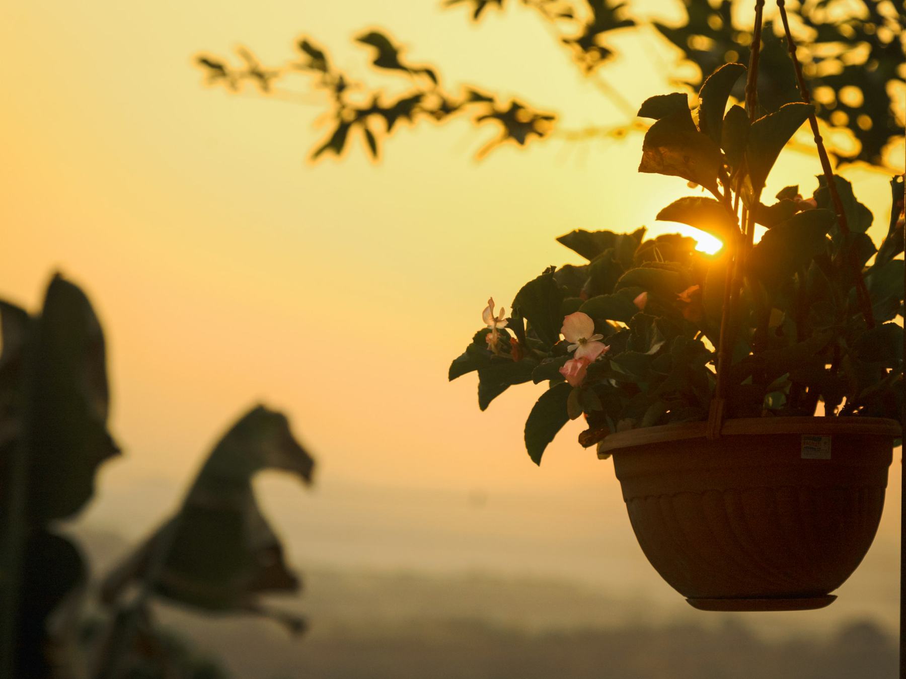 Plants on a terrace at sunset over the city